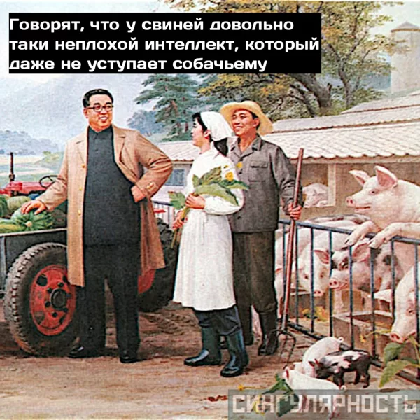 Pigs